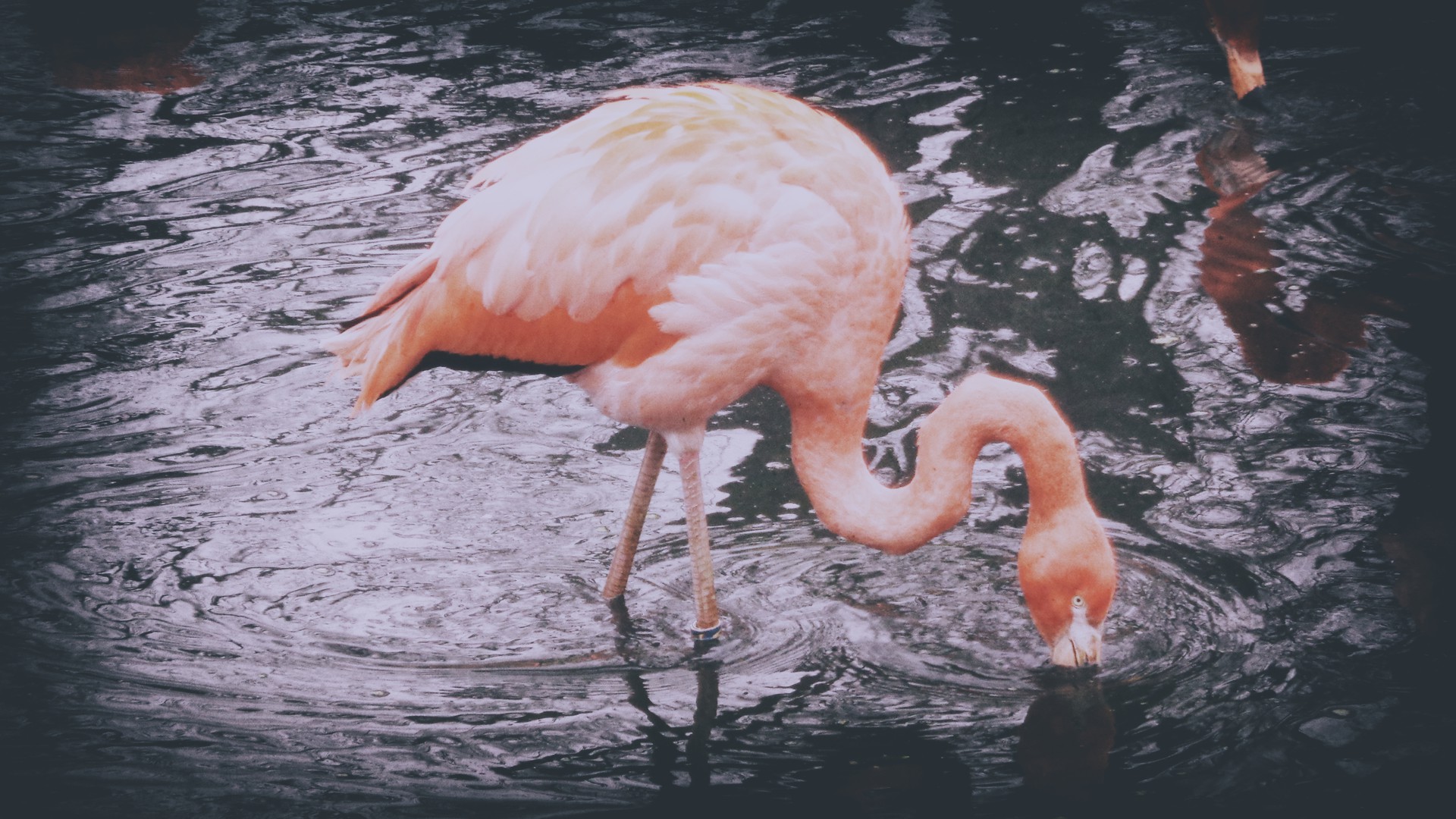 Flamingo