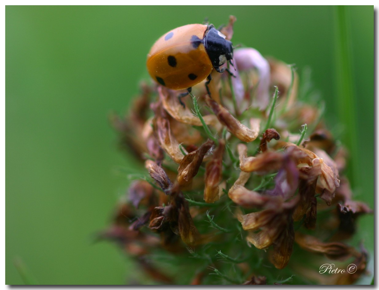 Coccinella