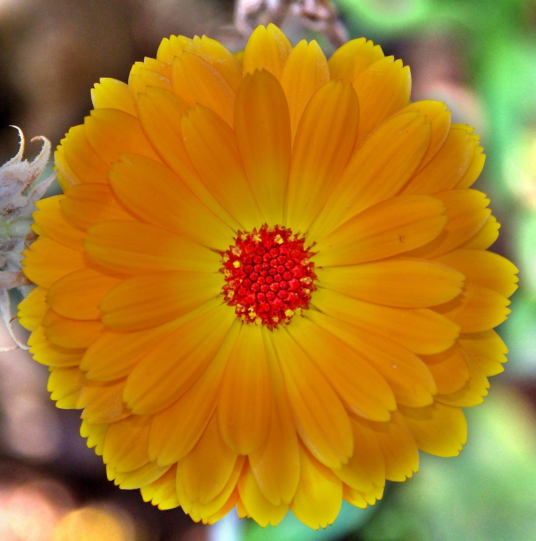 Ringelblume 2