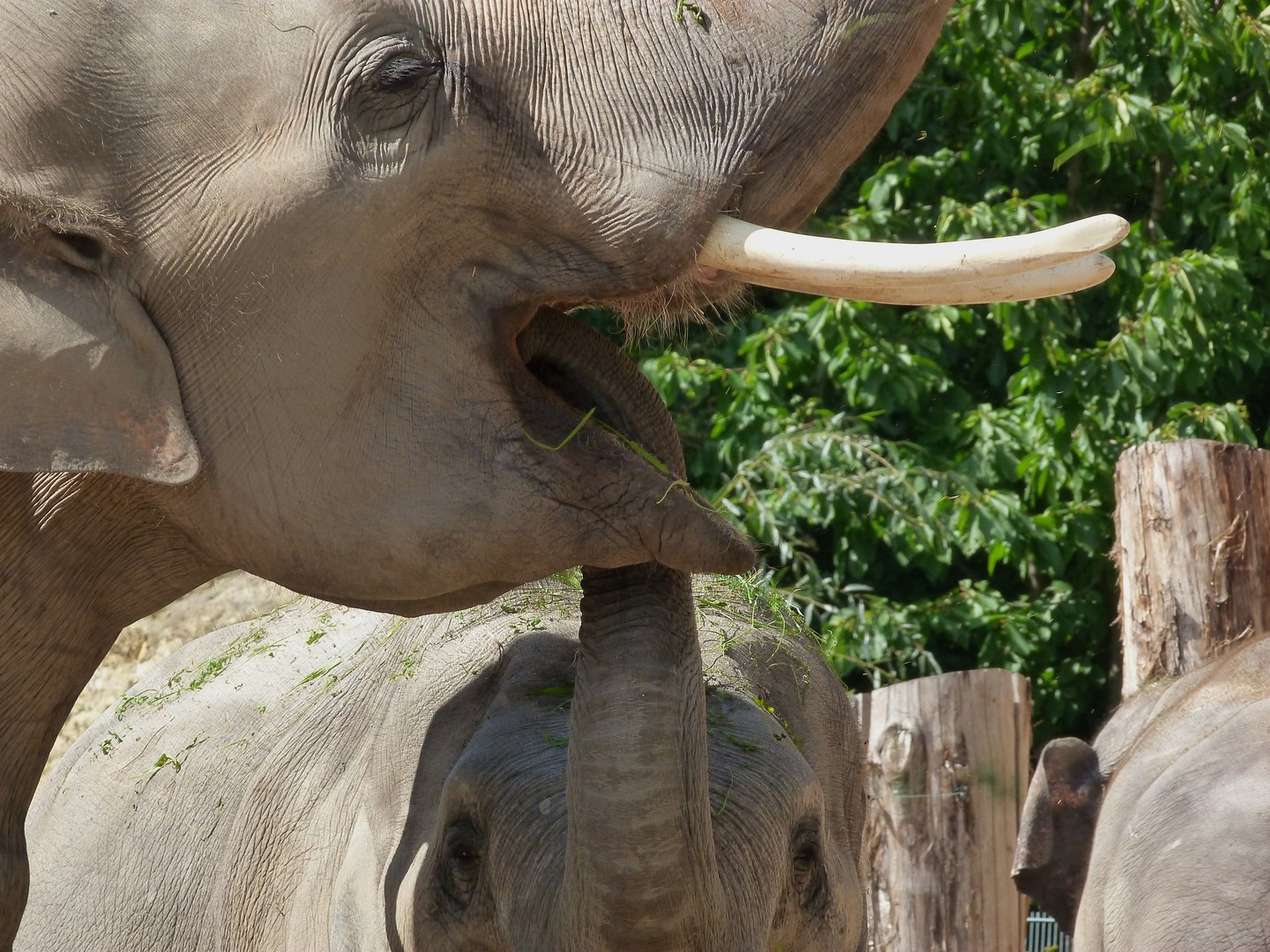 Und jetzt mal ganz weit den Mund aufmachen!