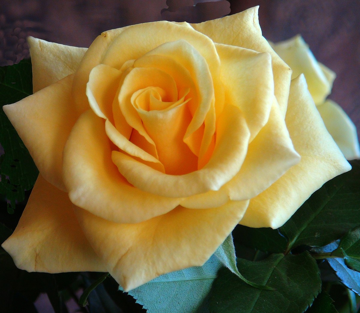Gelbe Rose