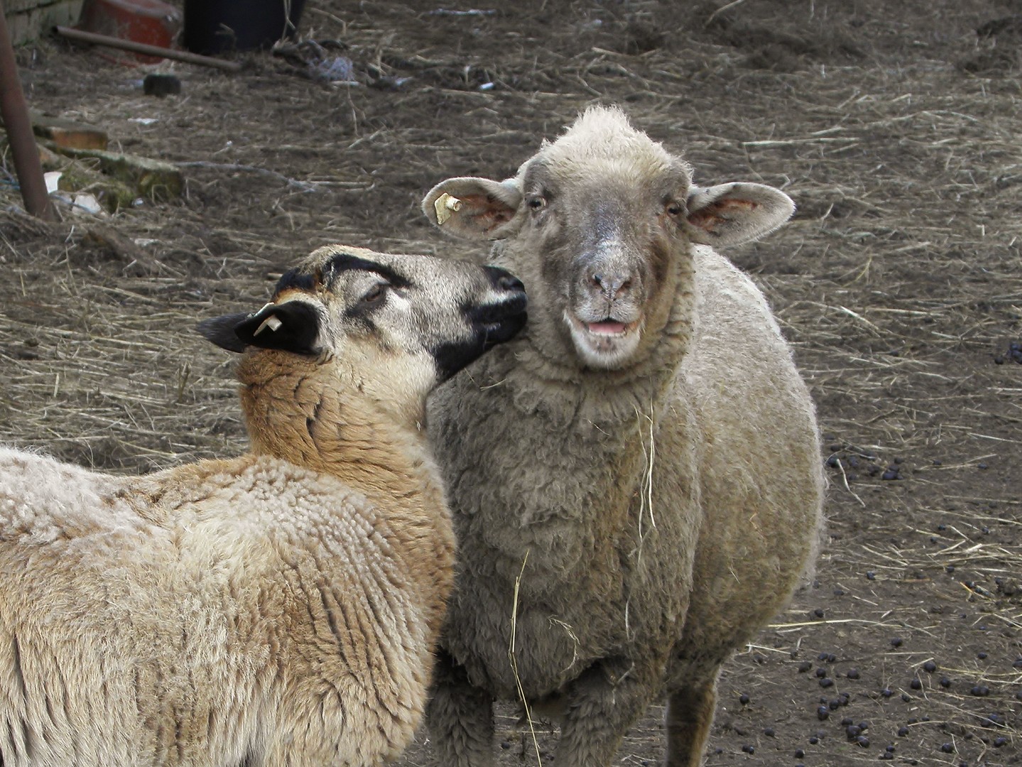 Muß Liebe schön sein...