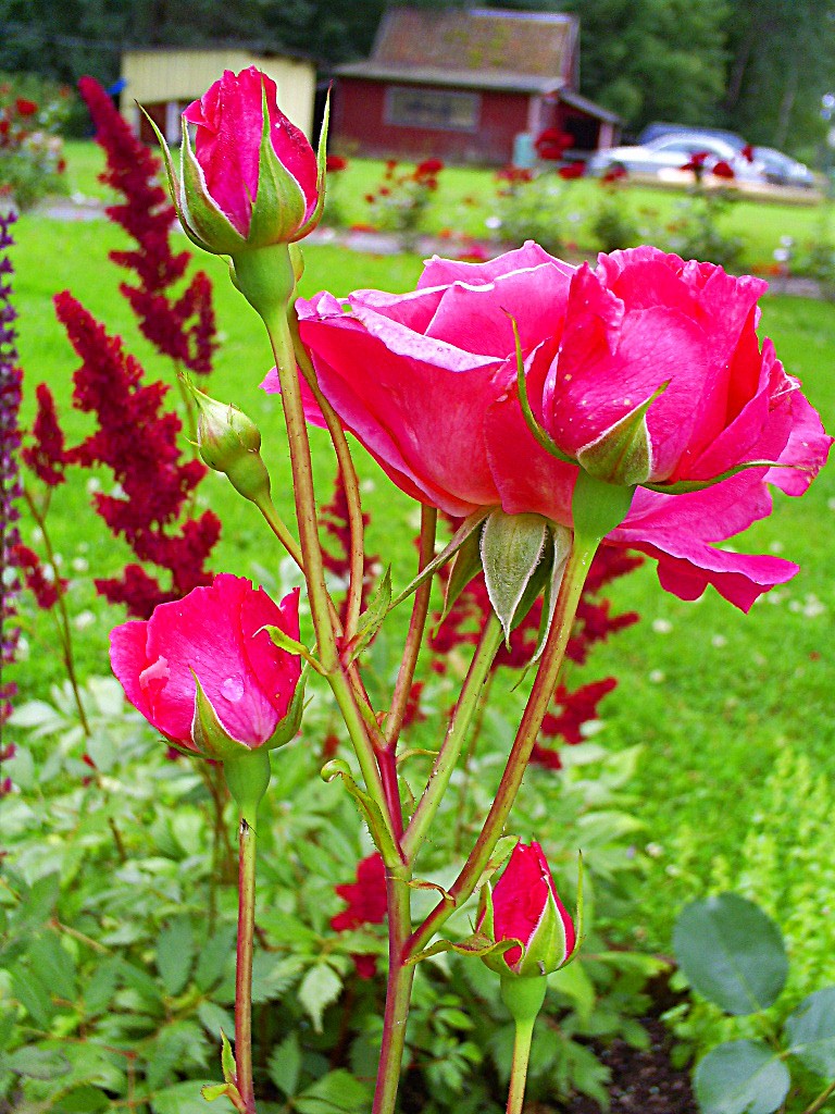 Rosa ros med knoppar.