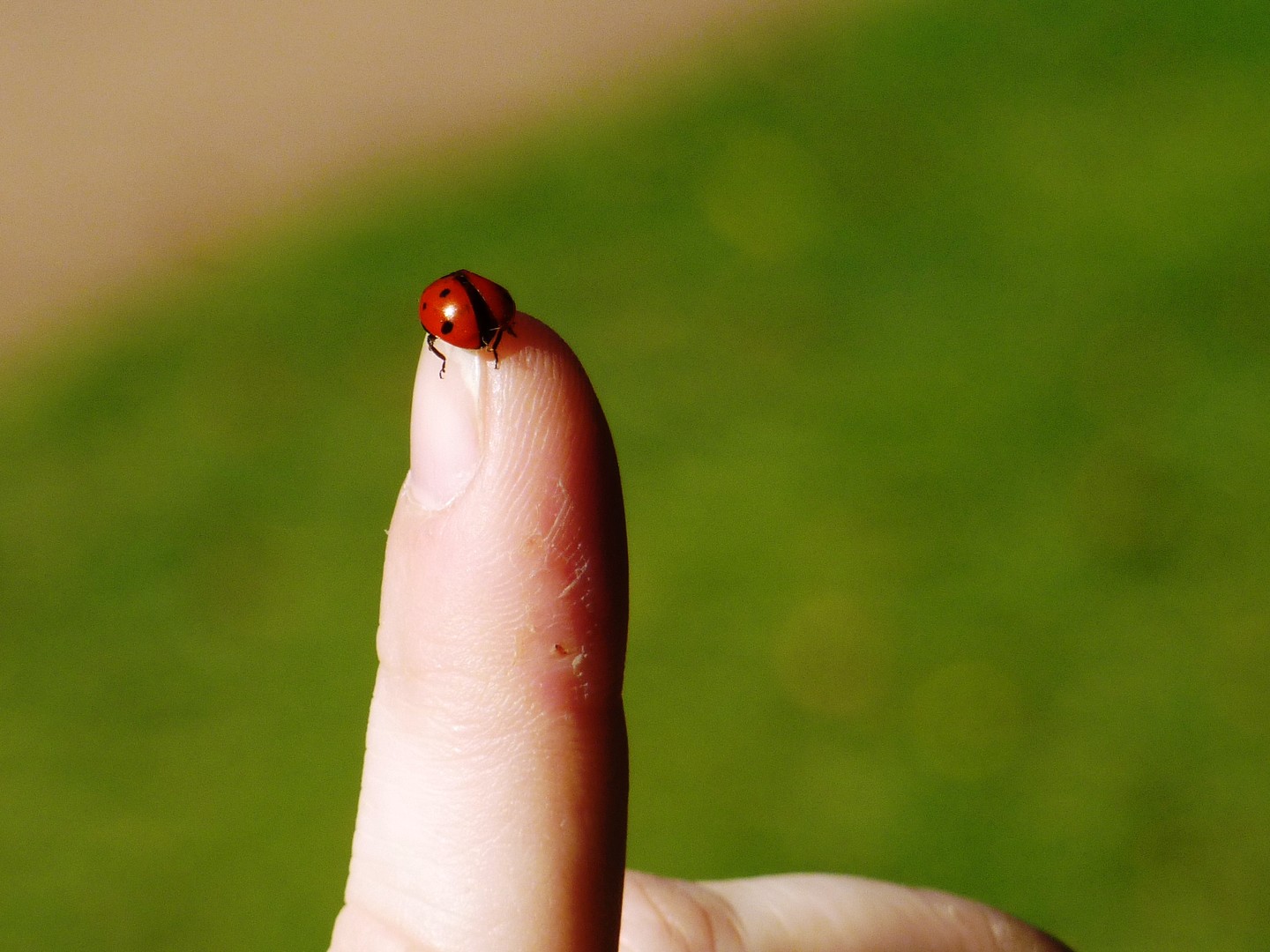 Coccinelle