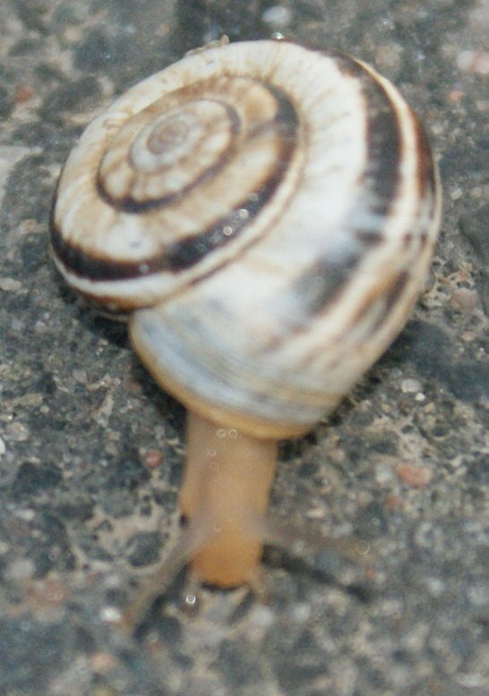 schnecke
