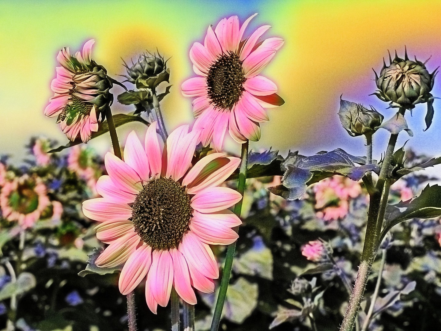 Sunflowers on Alert