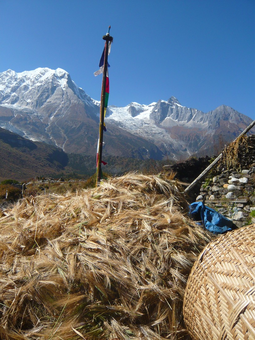 Ernte am Manaslu - Nepal