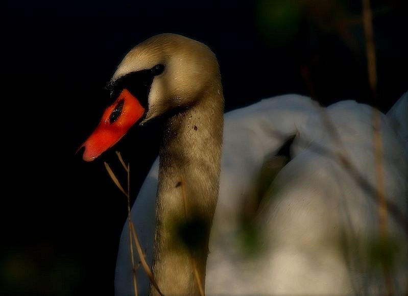 en schwan soo wiss wie schnee :)