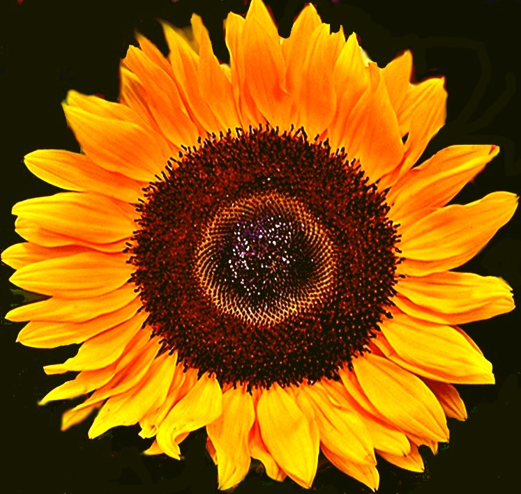 Sonnenblumenblüte