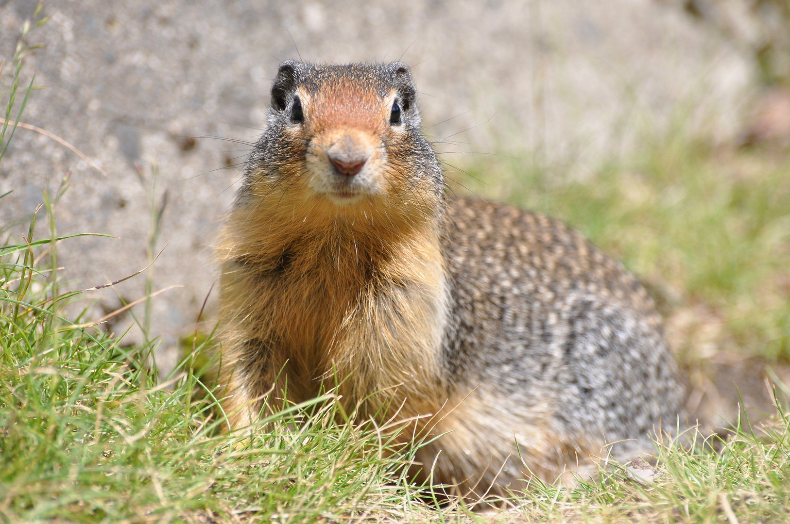 Erdhörnchen