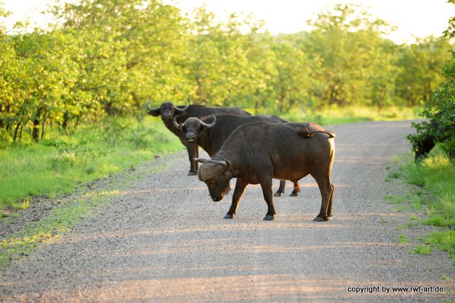 Büffel im Krügernationalpark, Südafrika