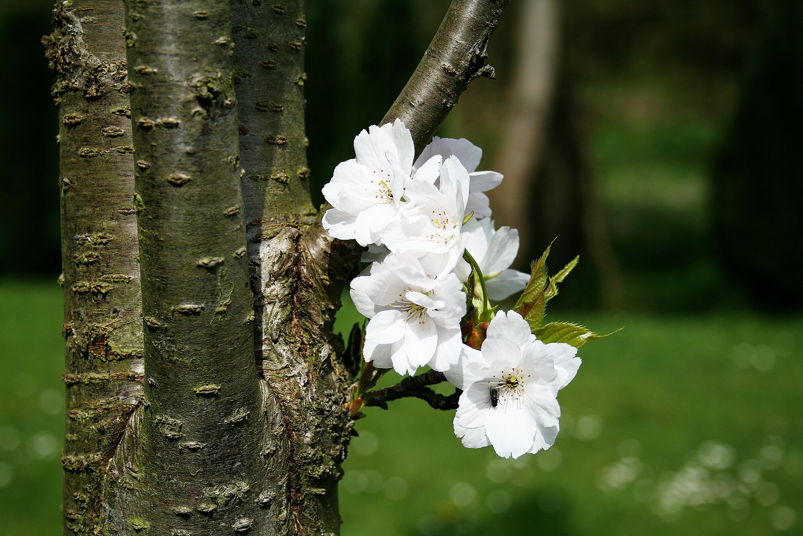 Kirschblüte