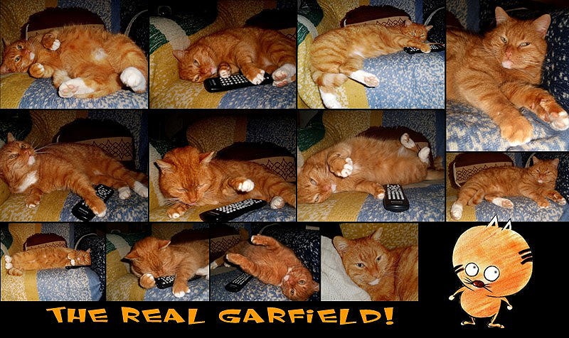 Lazy Cat