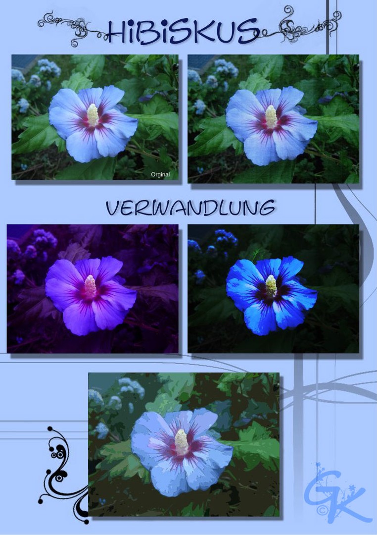 Hibiskus Veränderung