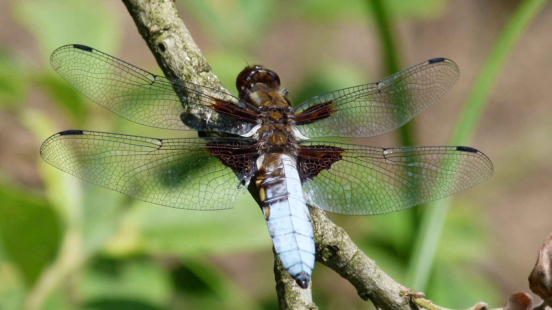 Libelle / dragonfly / Libellule