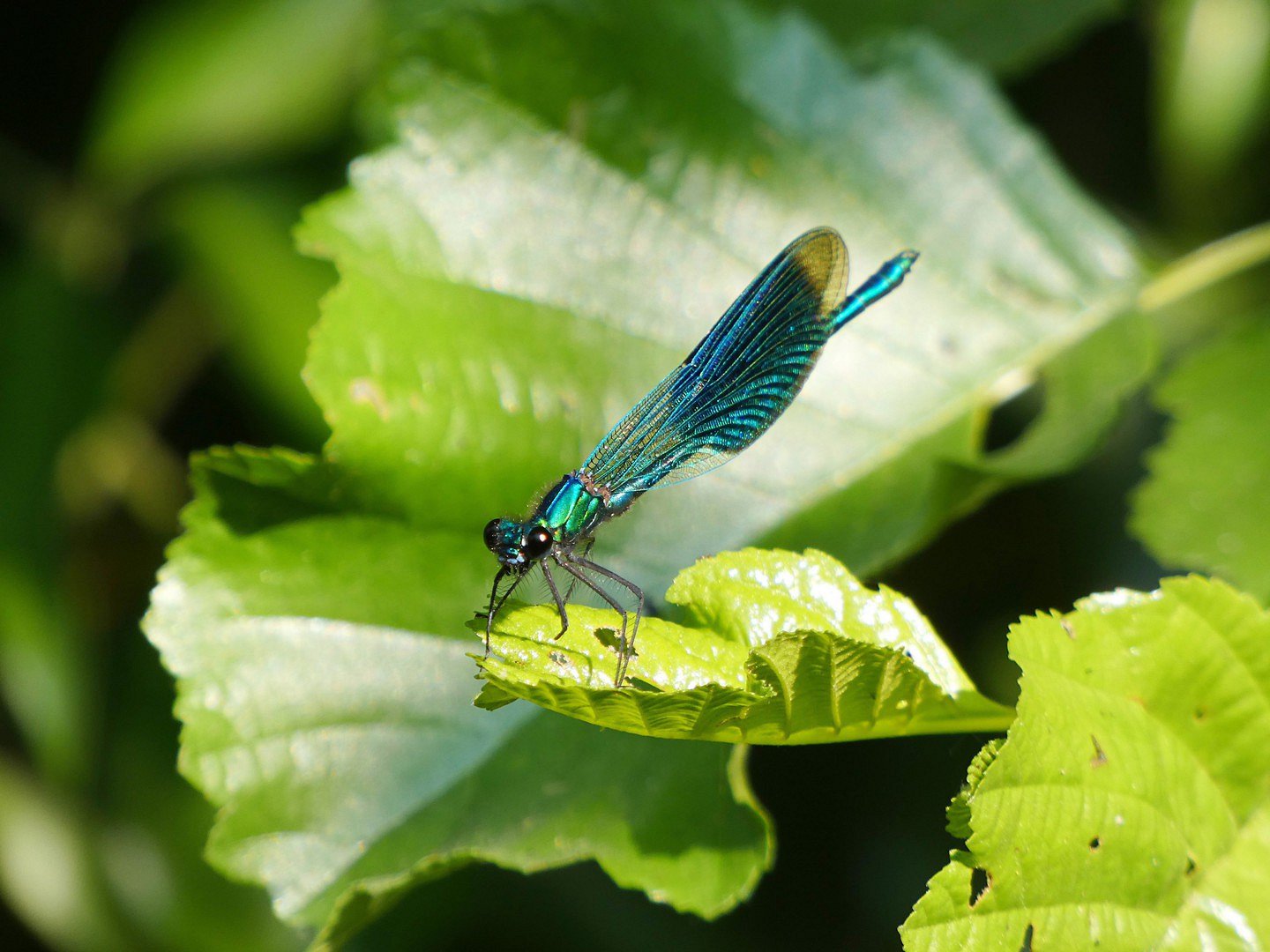 Libelle