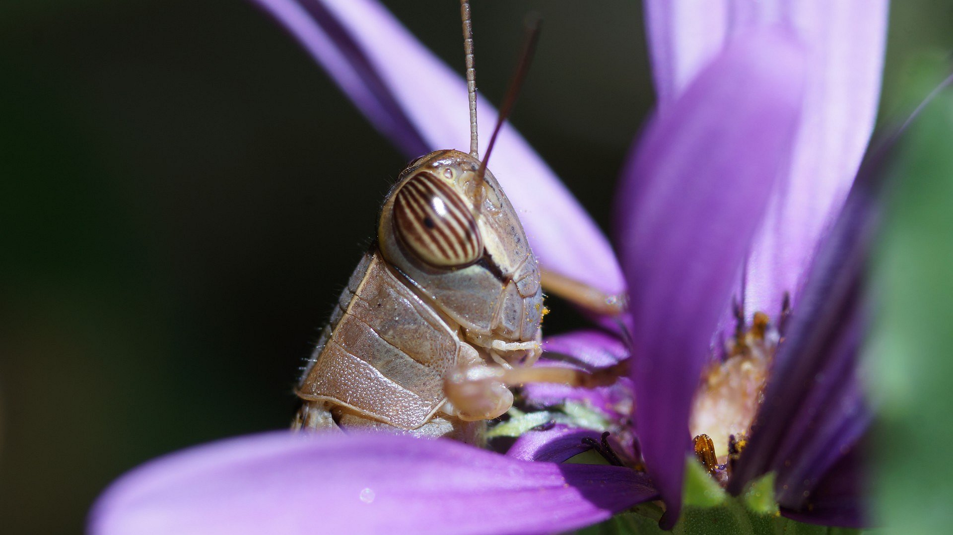 Heupferd an einer Blüte