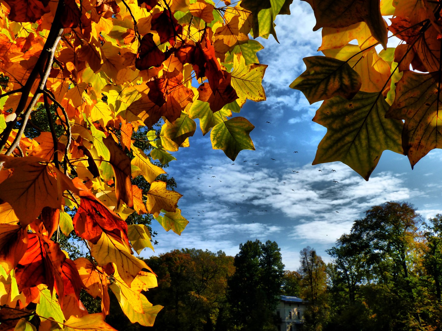 Abduction in the World of Colors