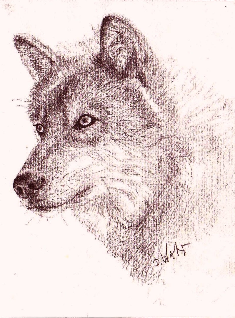 Grauer Wolf
