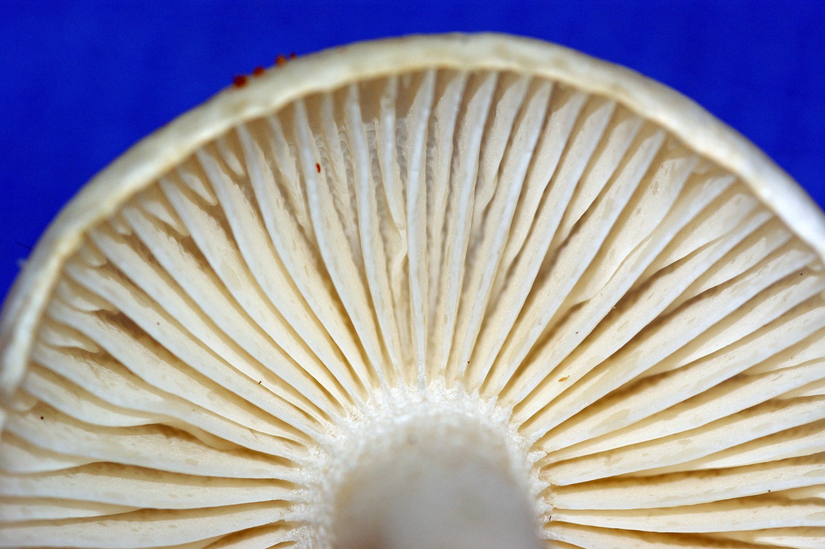 Pilz