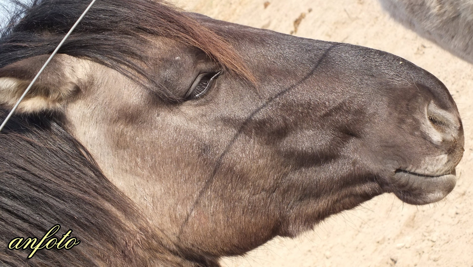 Pferd