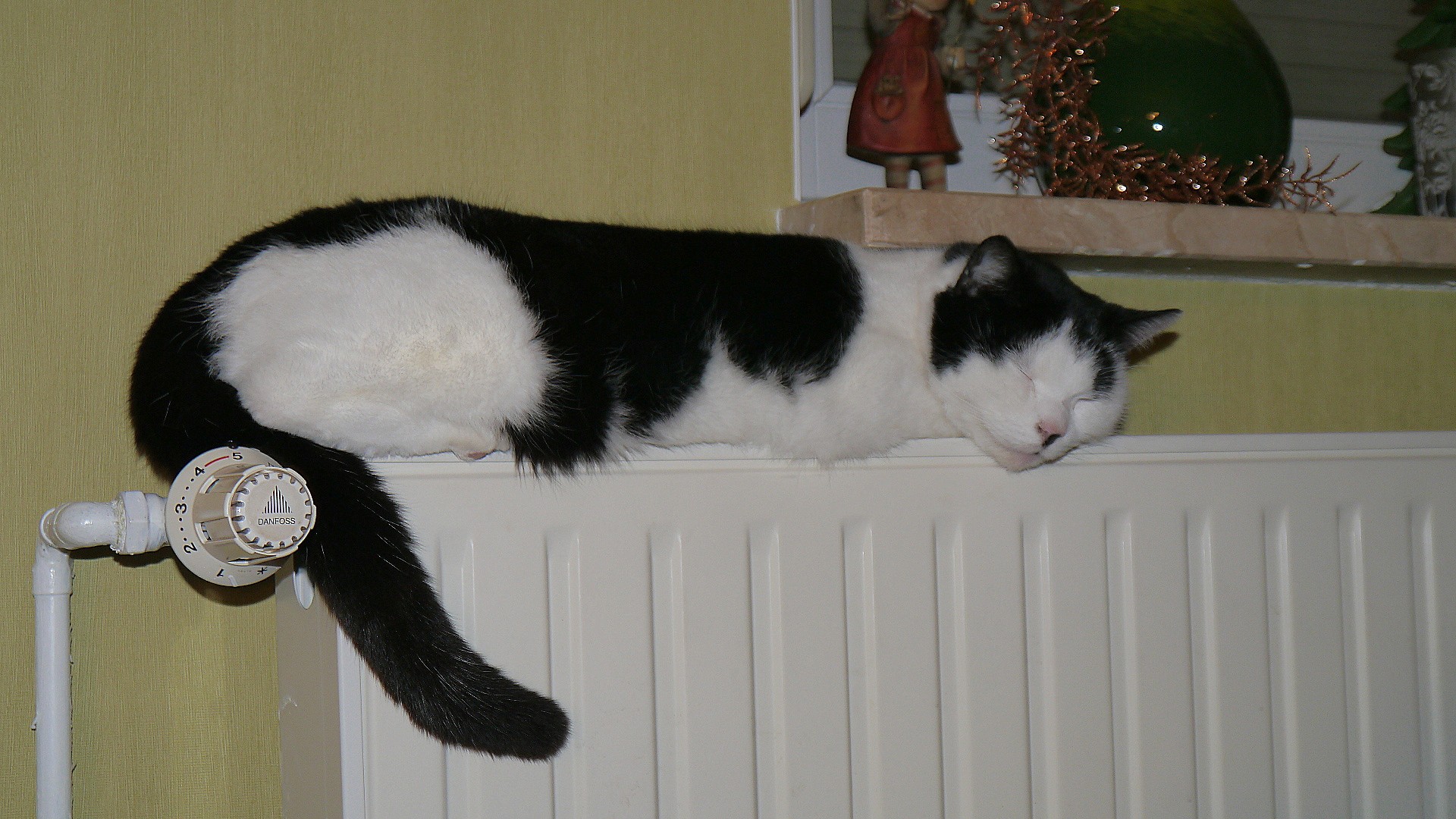 Katze heizt sich auf