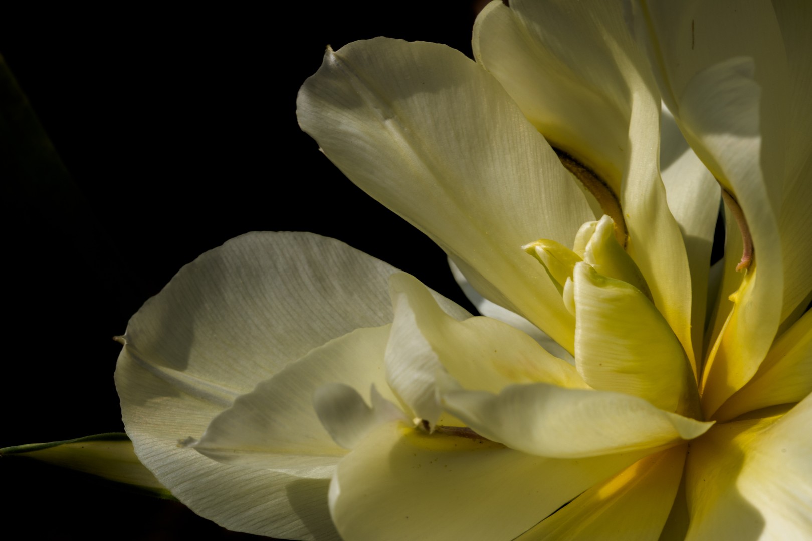 Spring is my love! ... :)
