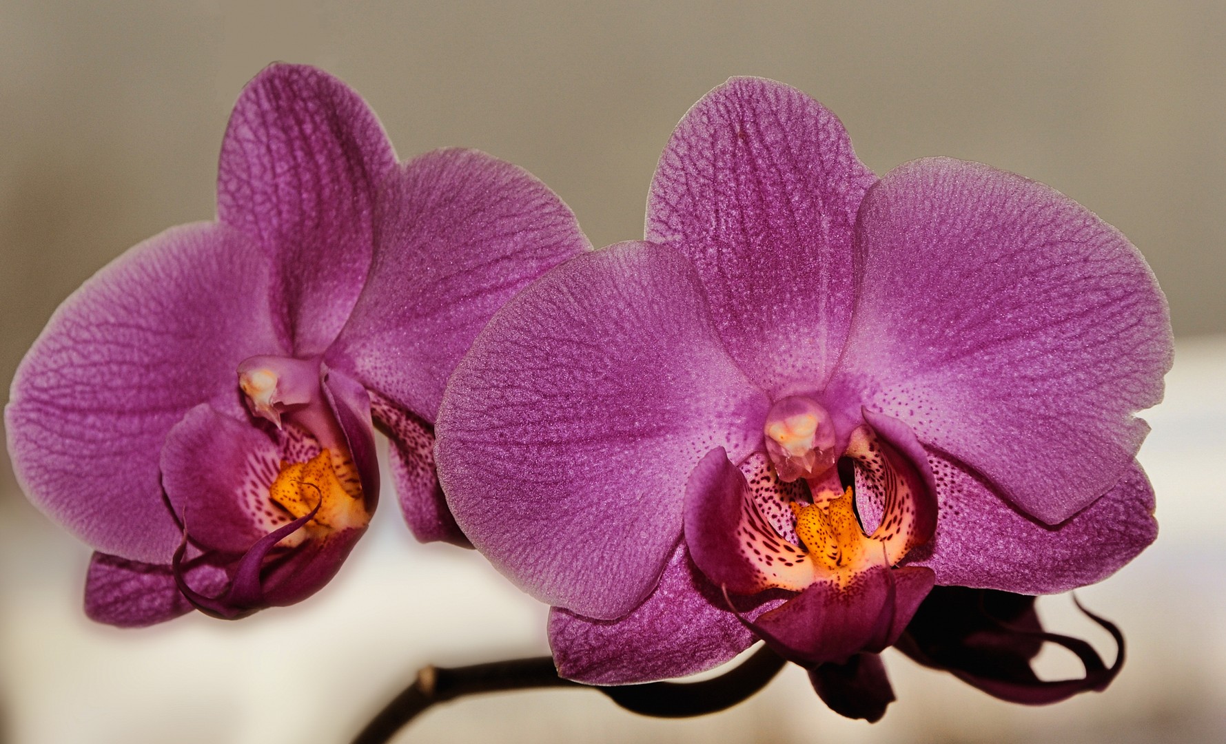 Orchideen