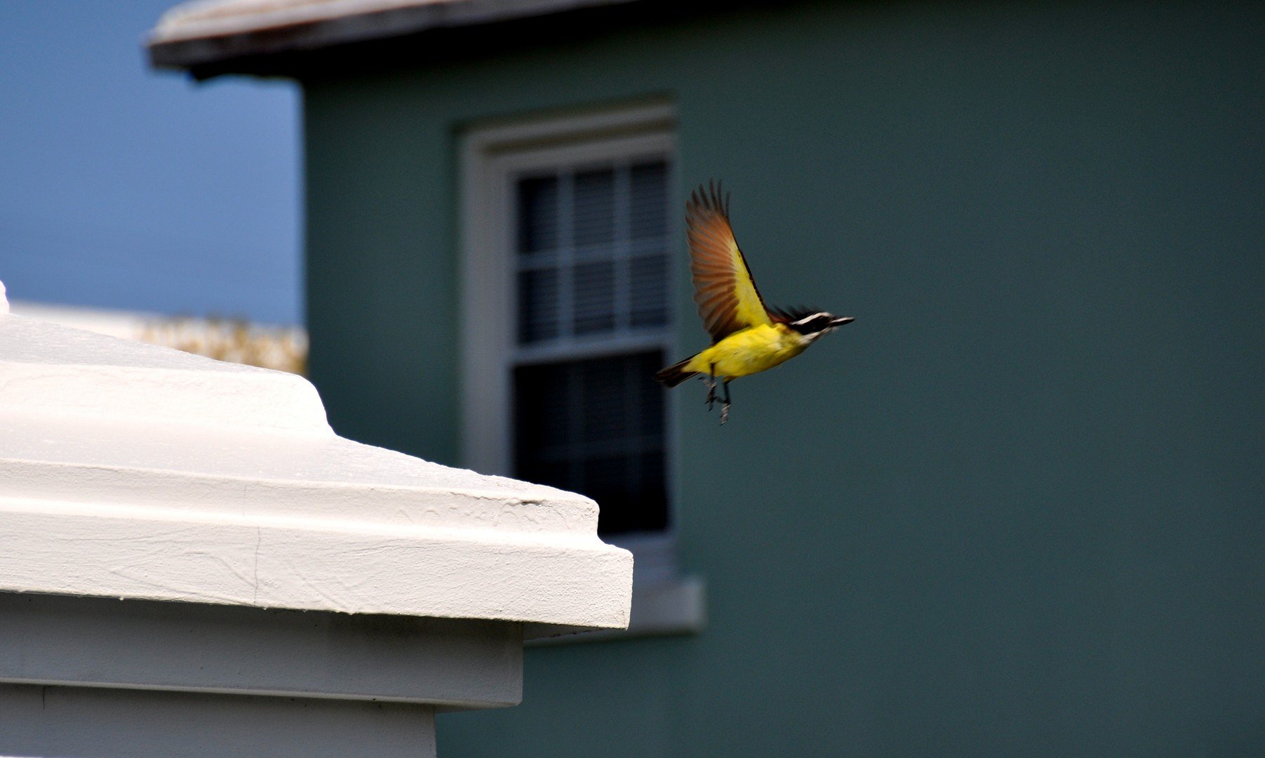 A Bermuda Kiskadee in flight
