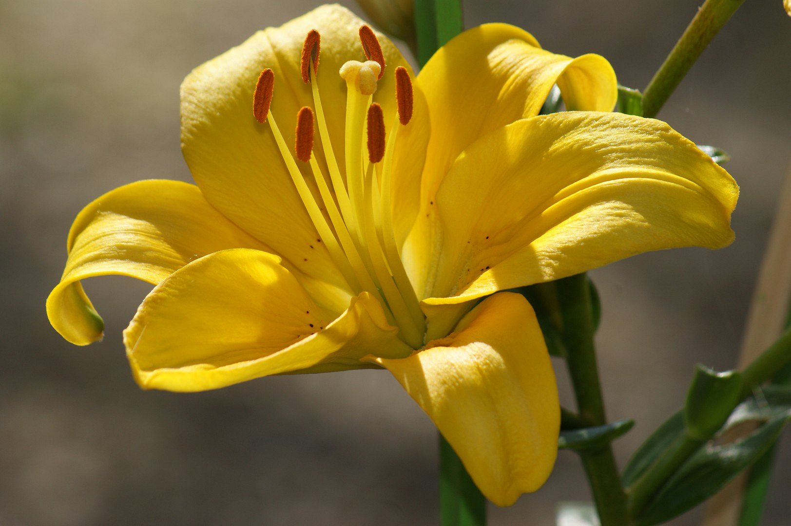 FLEUR DE LYS