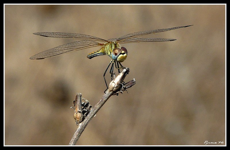 Libellule