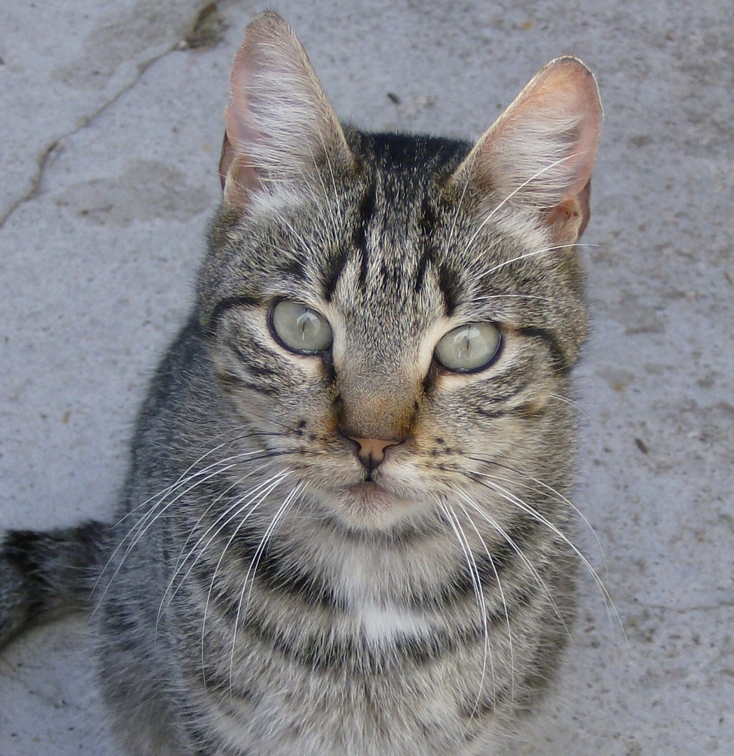 Caniço (2)