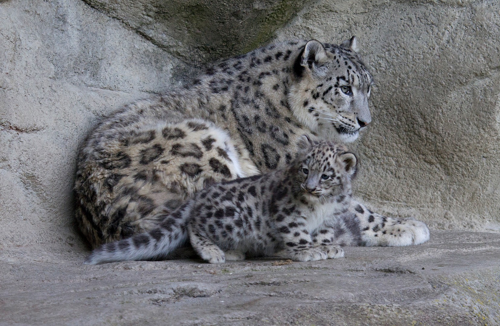 Mohan der kleine König vom Zoo Zürich