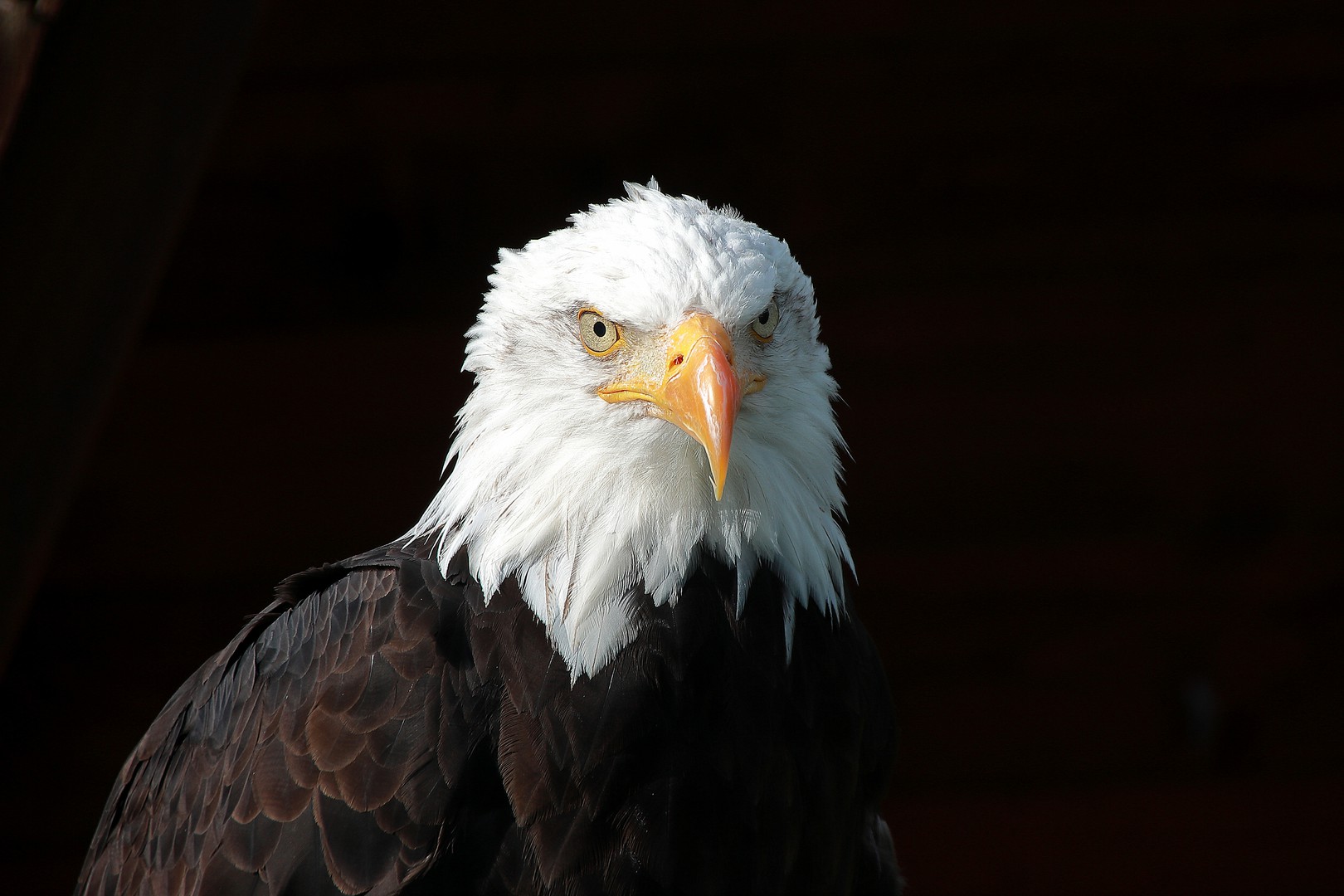 Weiskopfseeadler