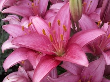 Lilien im Garten