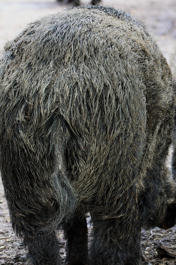 Badischer Hüttenhund