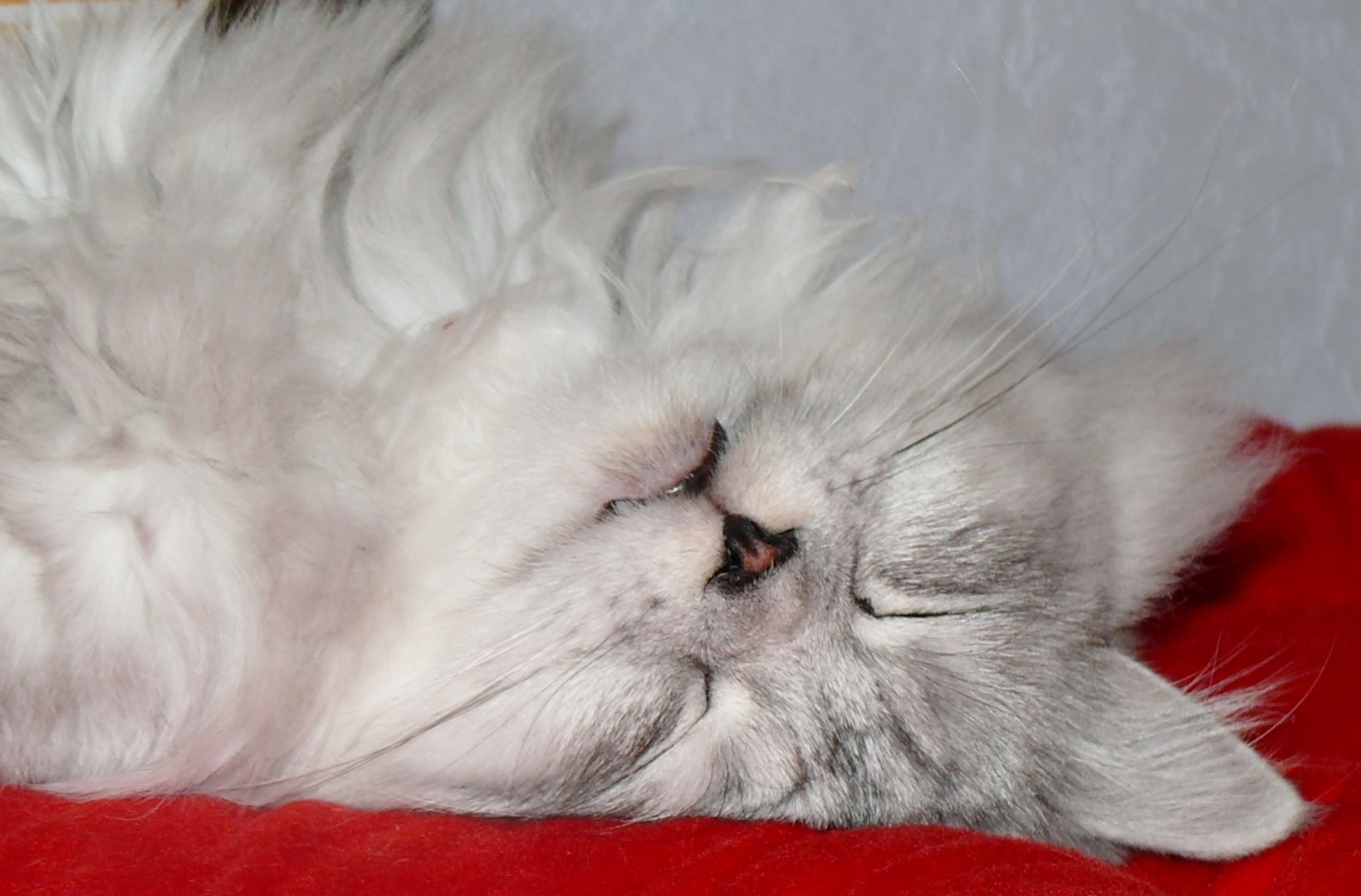 absolute Vertrautheit- Kater Yoshi im Tiefschlaf