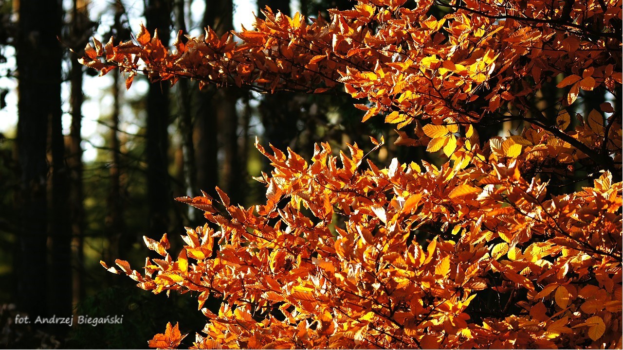 der Herbst