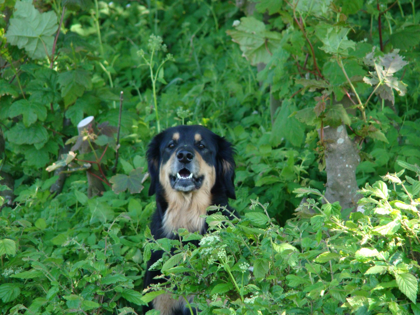 hond