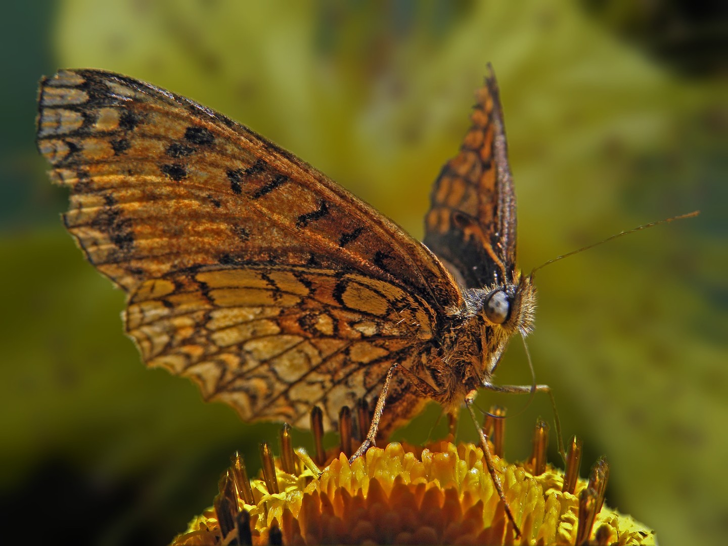 Schmetterling im Blumenmeer