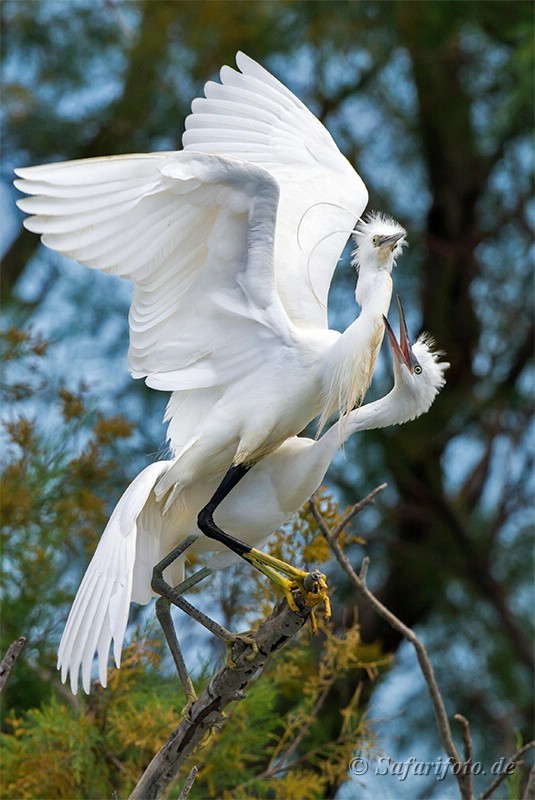 Seidenreiher in der Camargue