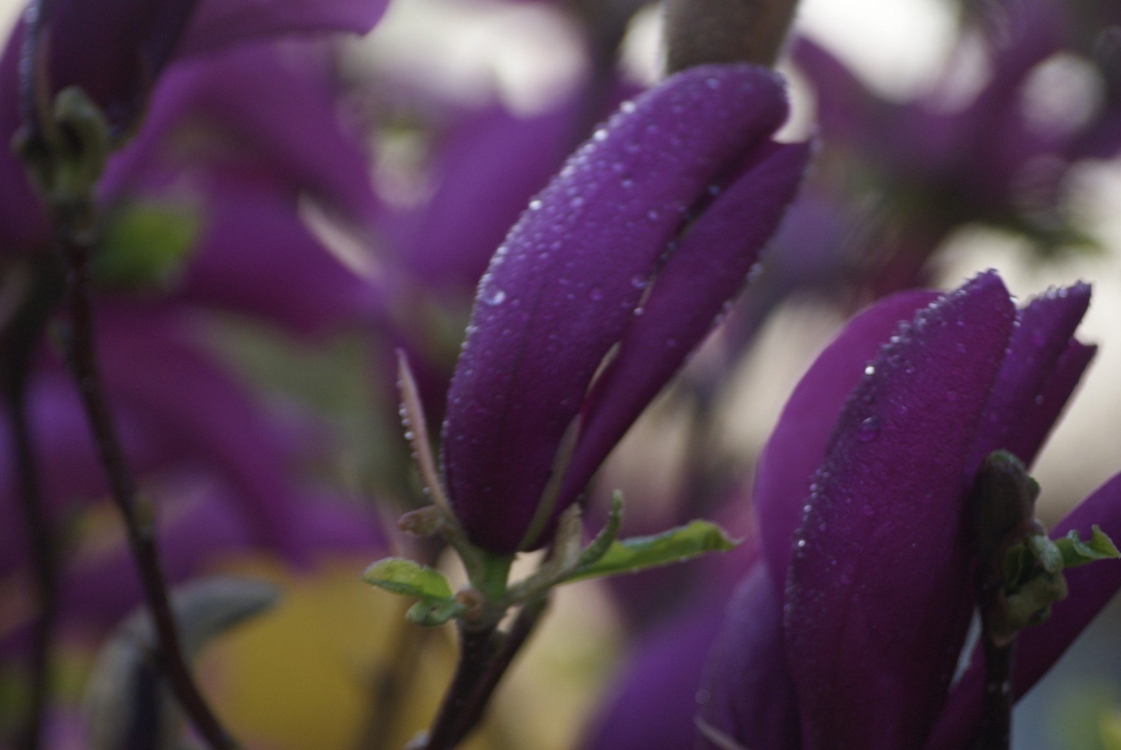 Blüte
