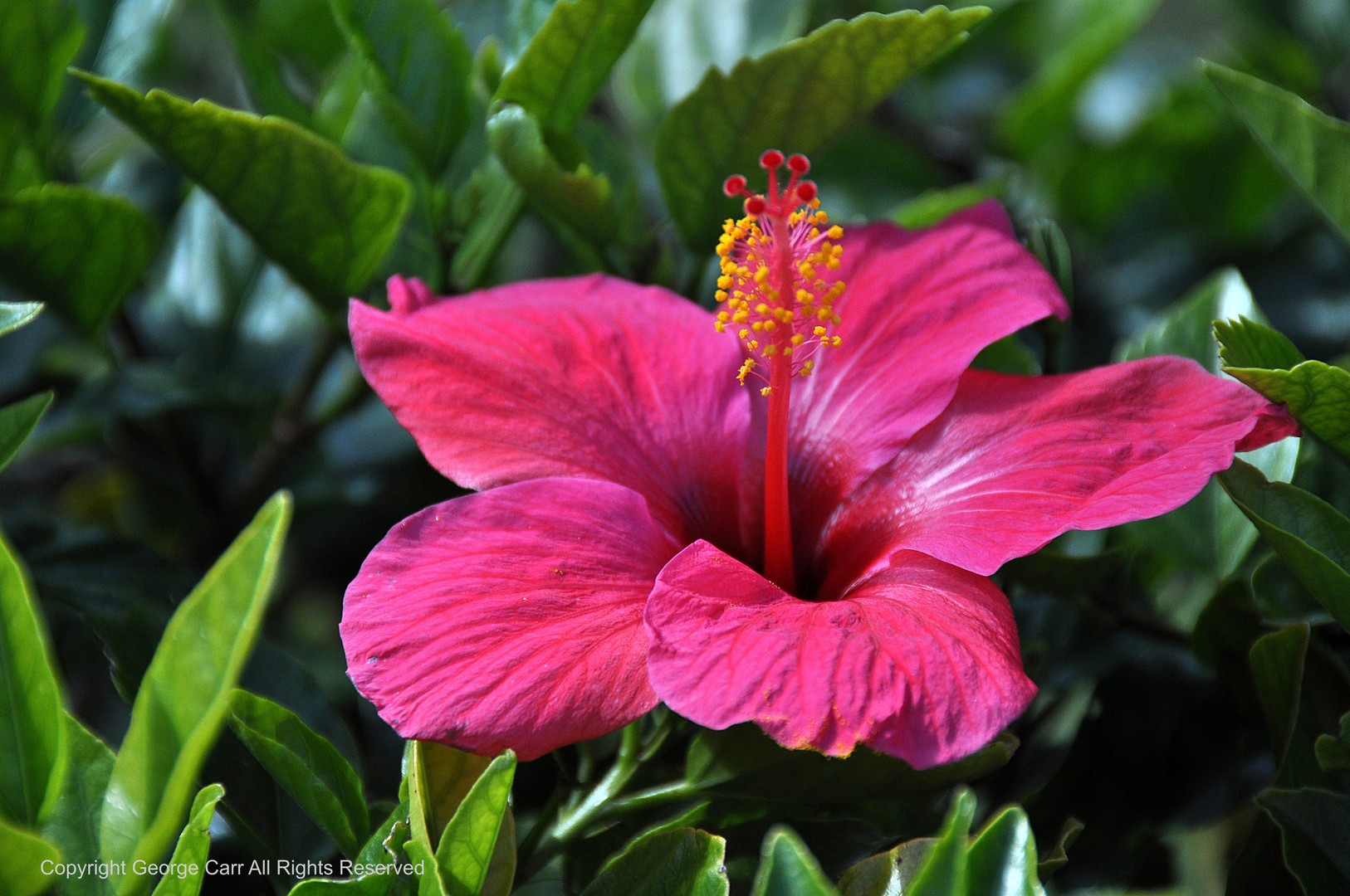 Hibiscus