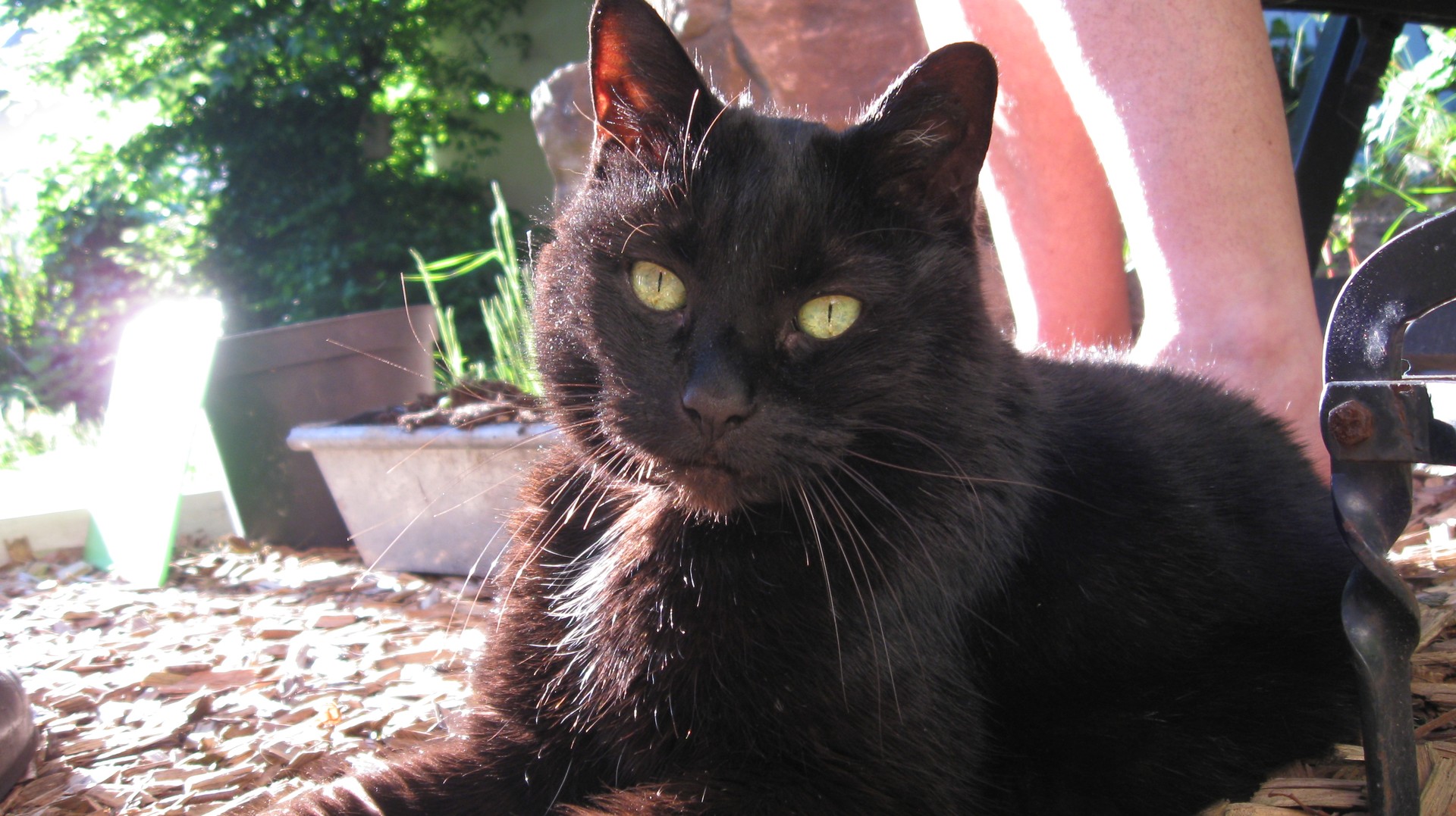 FaulPelz........ sucht Schatten