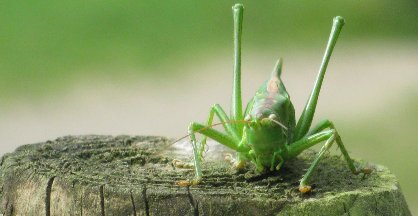 groene sprinkhaan