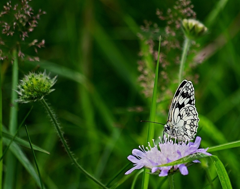 Schachbrettfalter in der Wildnis