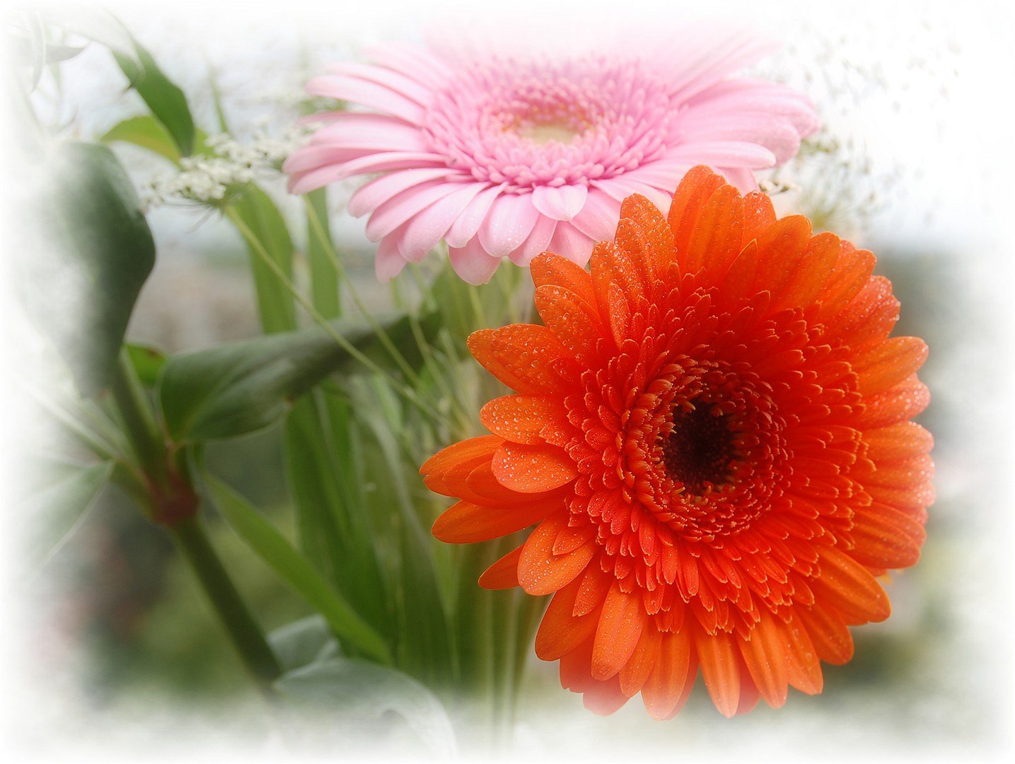 Dream Garden