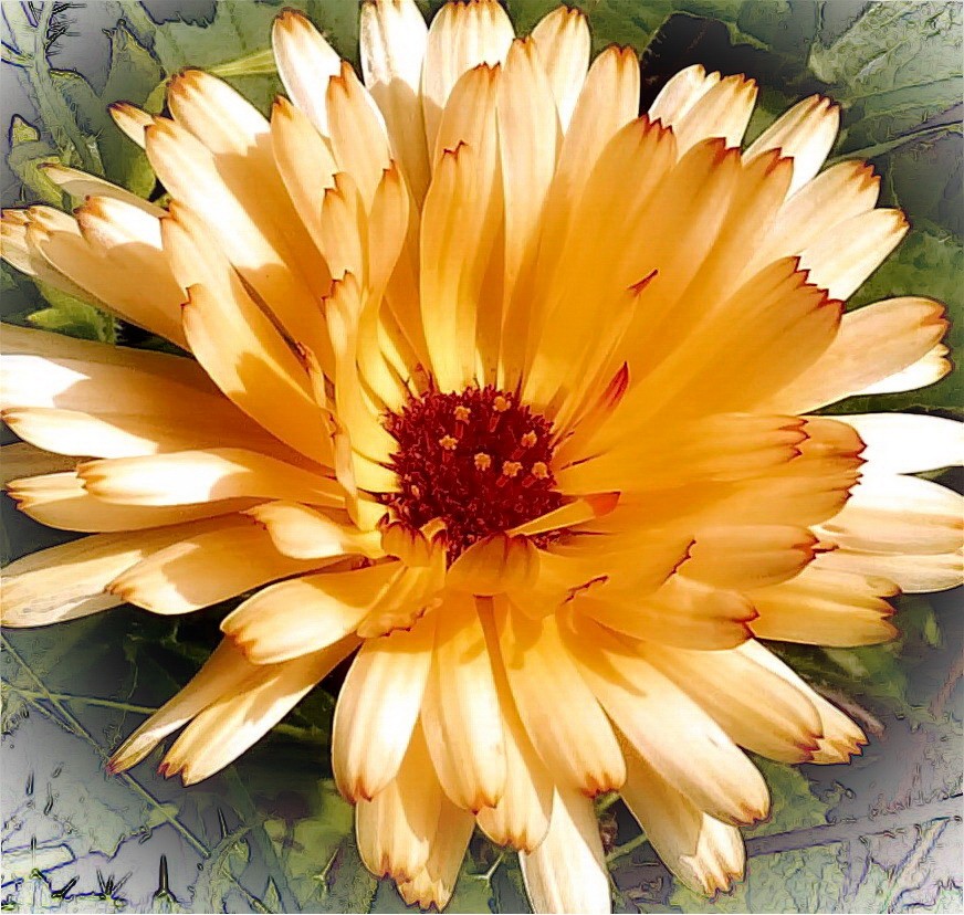 Gelbe Blume
