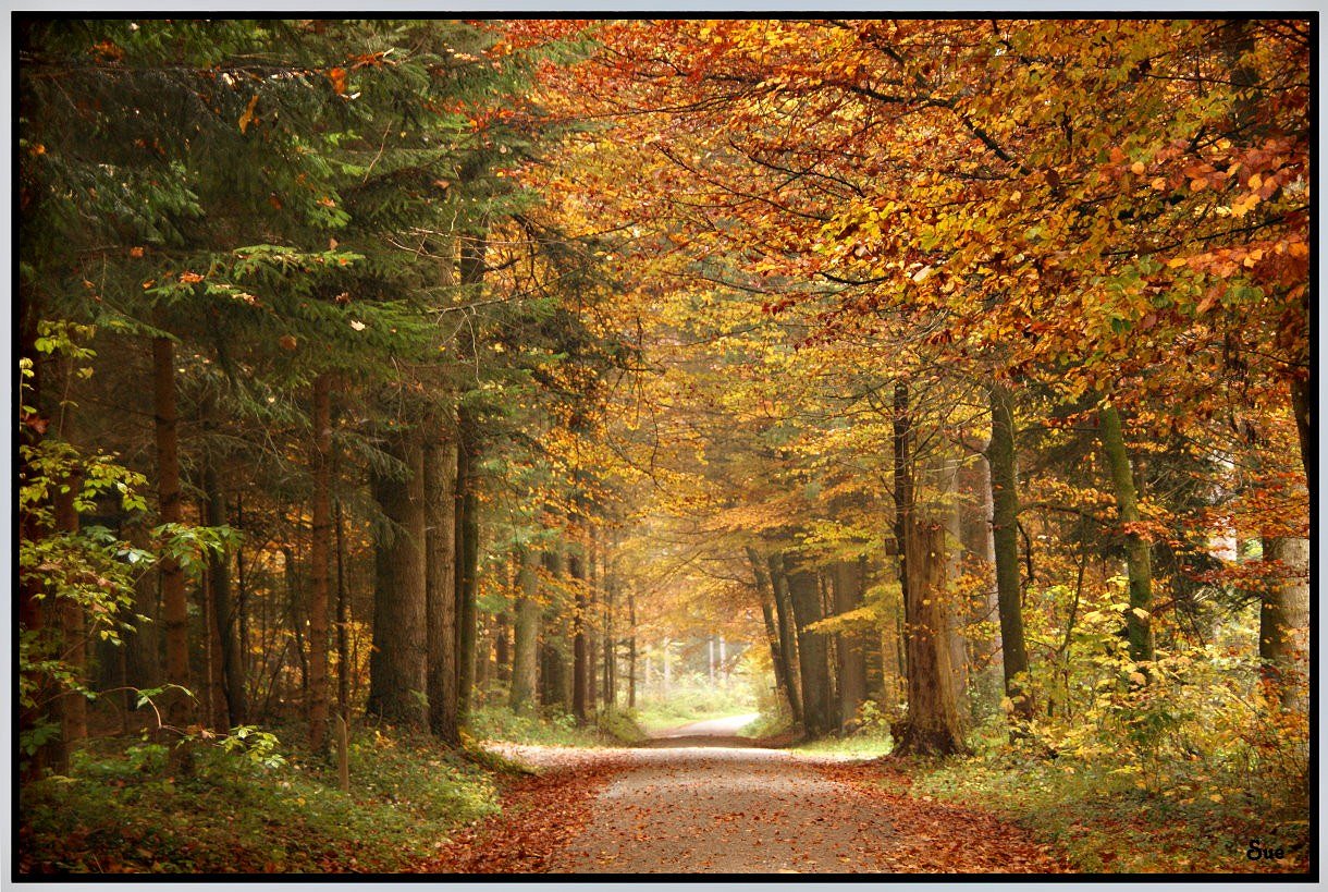 Herbstliche Synfonie