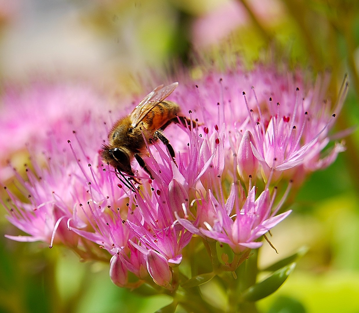 Abeille.
